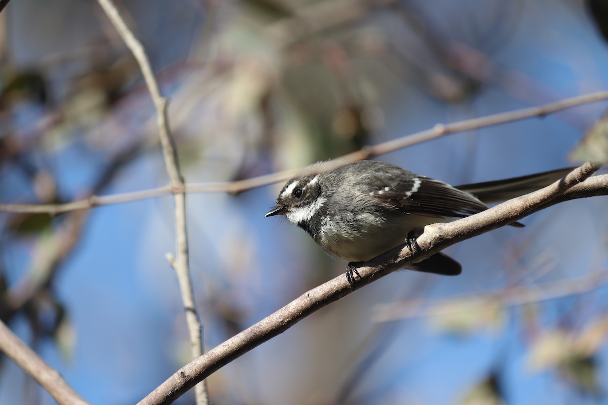 Gray Fantail - ML358434631