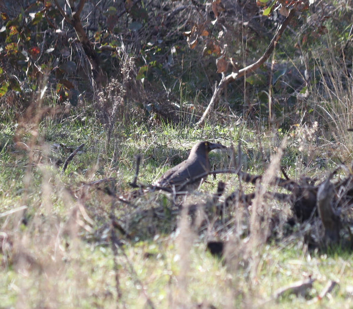 Gray Currawong - ML358434641