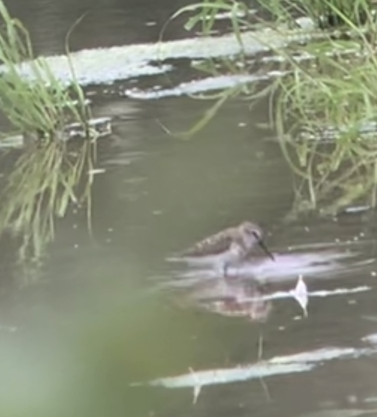 Western Sandpiper - ML358436161