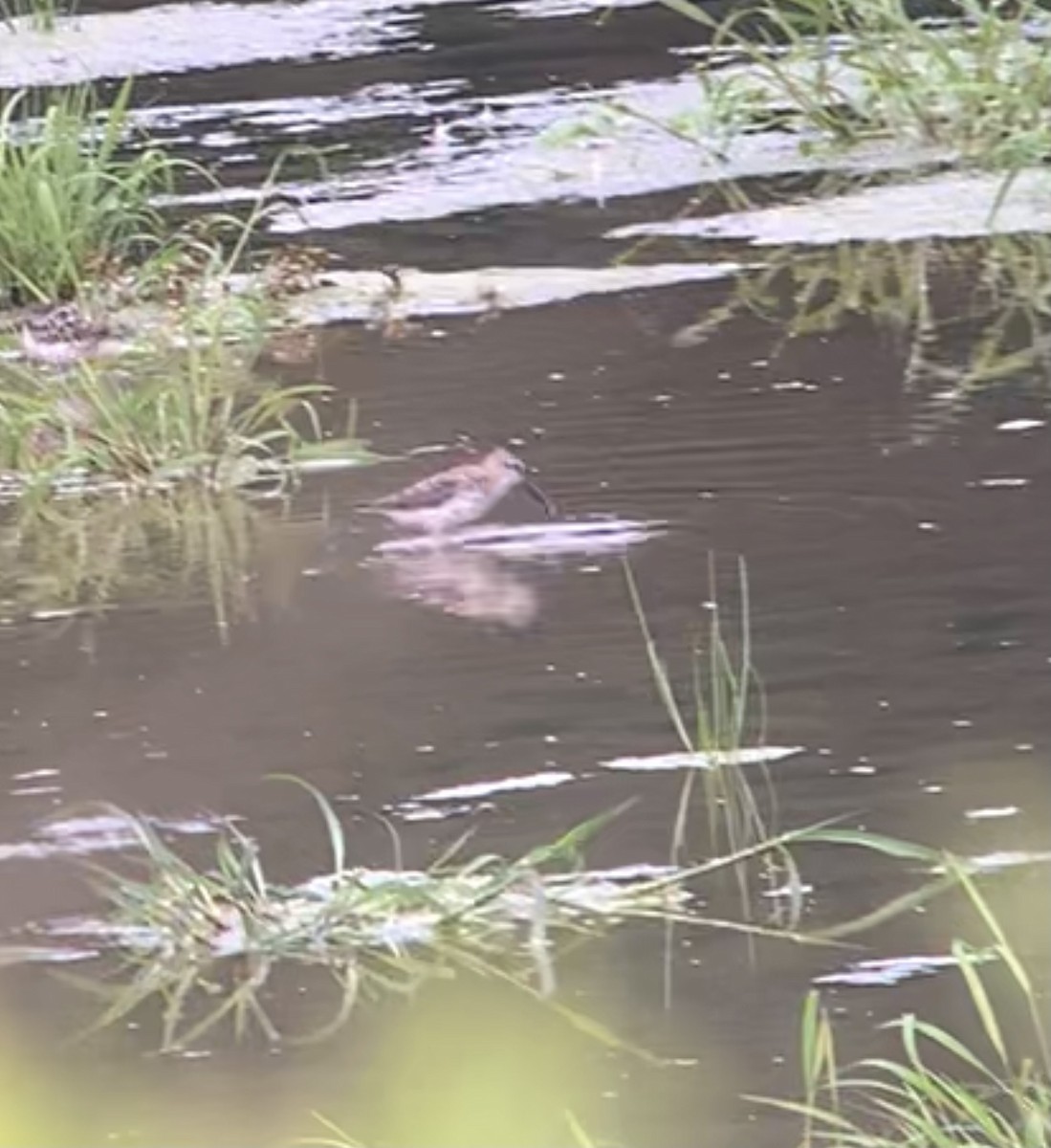 Western Sandpiper - ML358436171