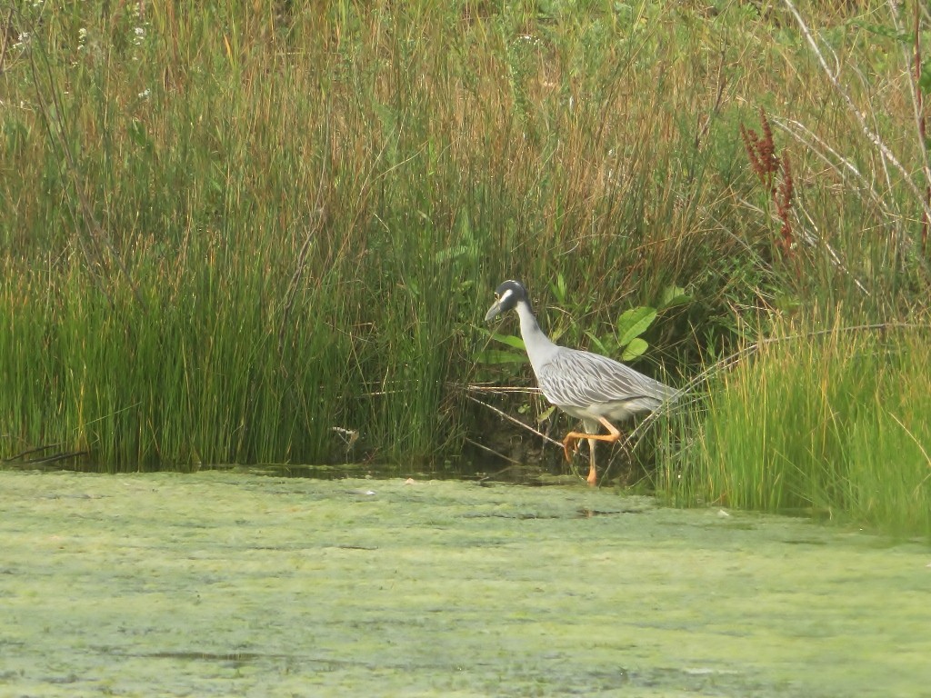 Yellow-crowned Night Heron - Guy Wapple