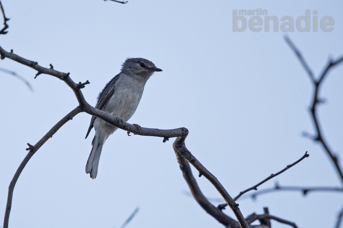 Ashy Flycatcher - ML358437291