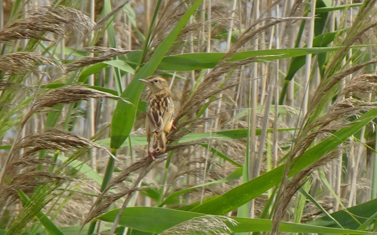 Zitting Cisticola - ML358440111