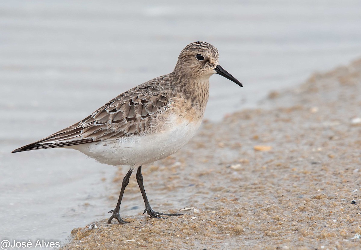 Baird's Sandpiper - José Alves