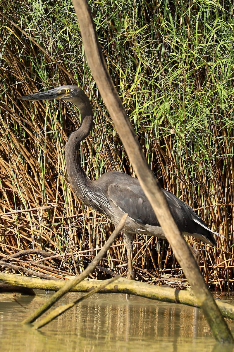 Garza de Sumatra - ML358446531