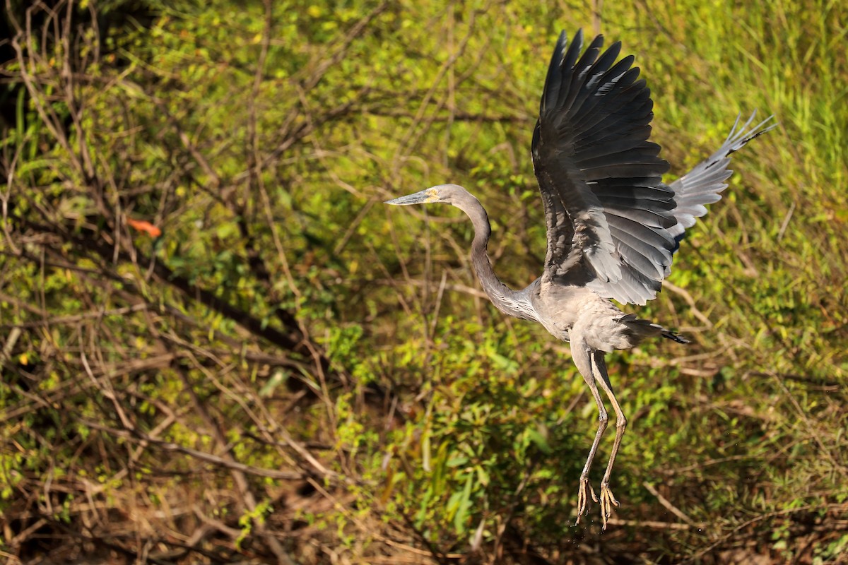 Great-billed Heron - ML358446601