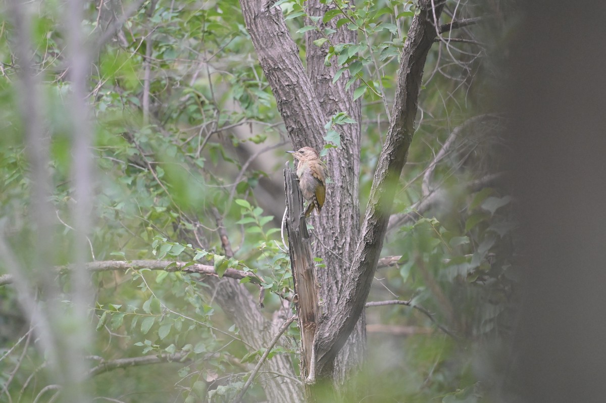 Gray-headed Woodpecker - ML358447001