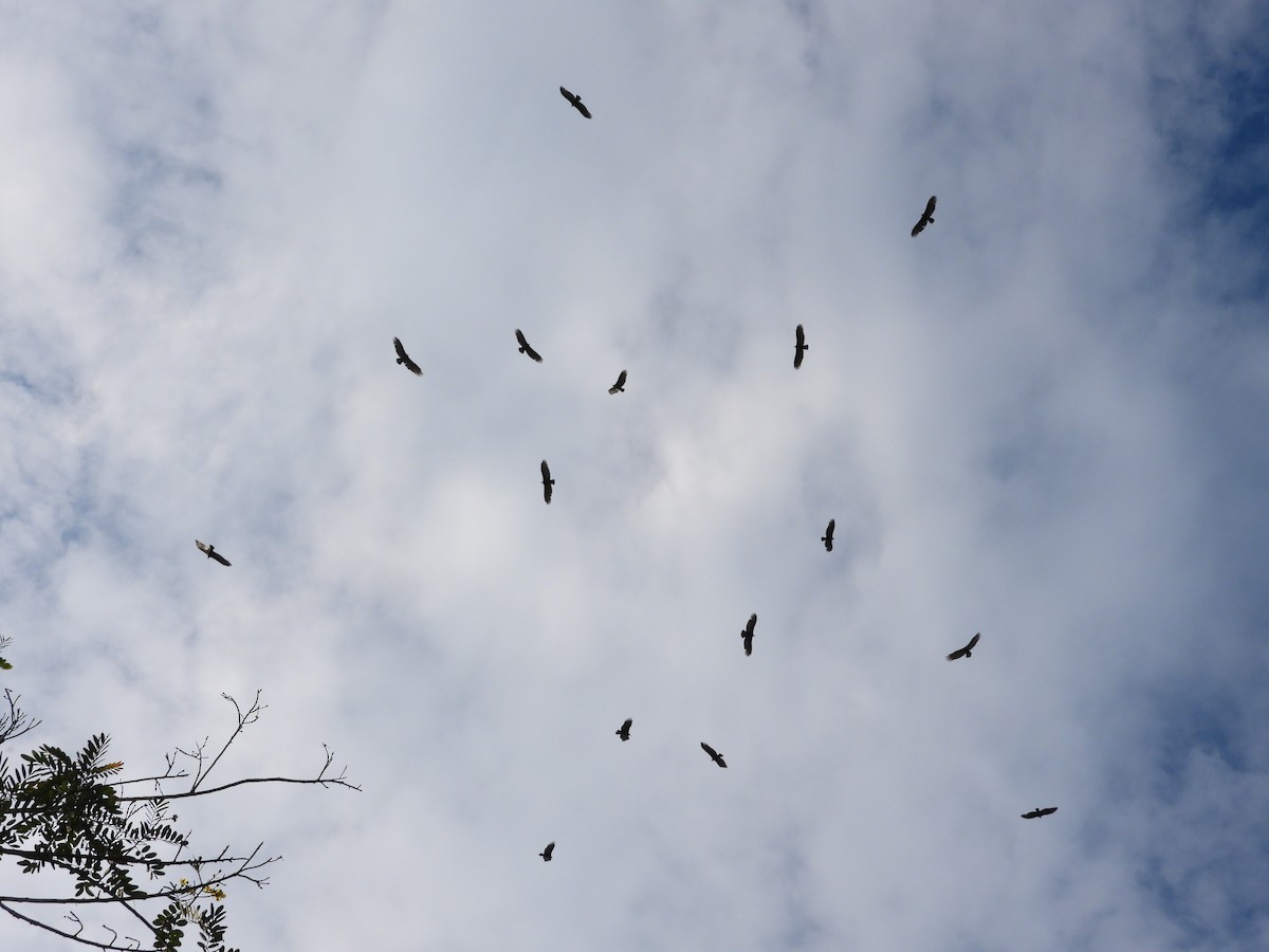 Turkey Vulture - ML358450411