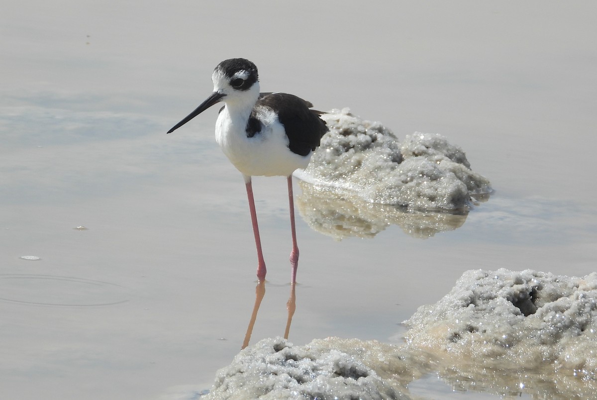 Black-necked Stilt - ML358451161