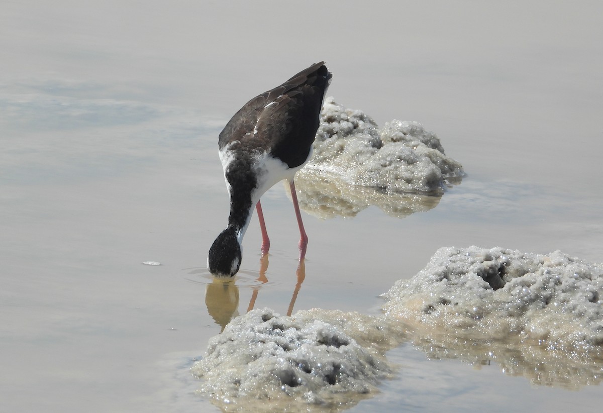 Black-necked Stilt - ML358451231