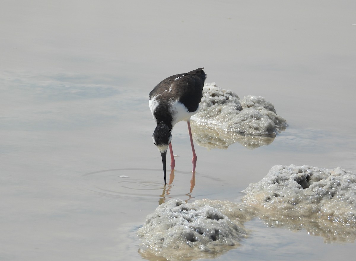 Black-necked Stilt - Pam Rasmussen