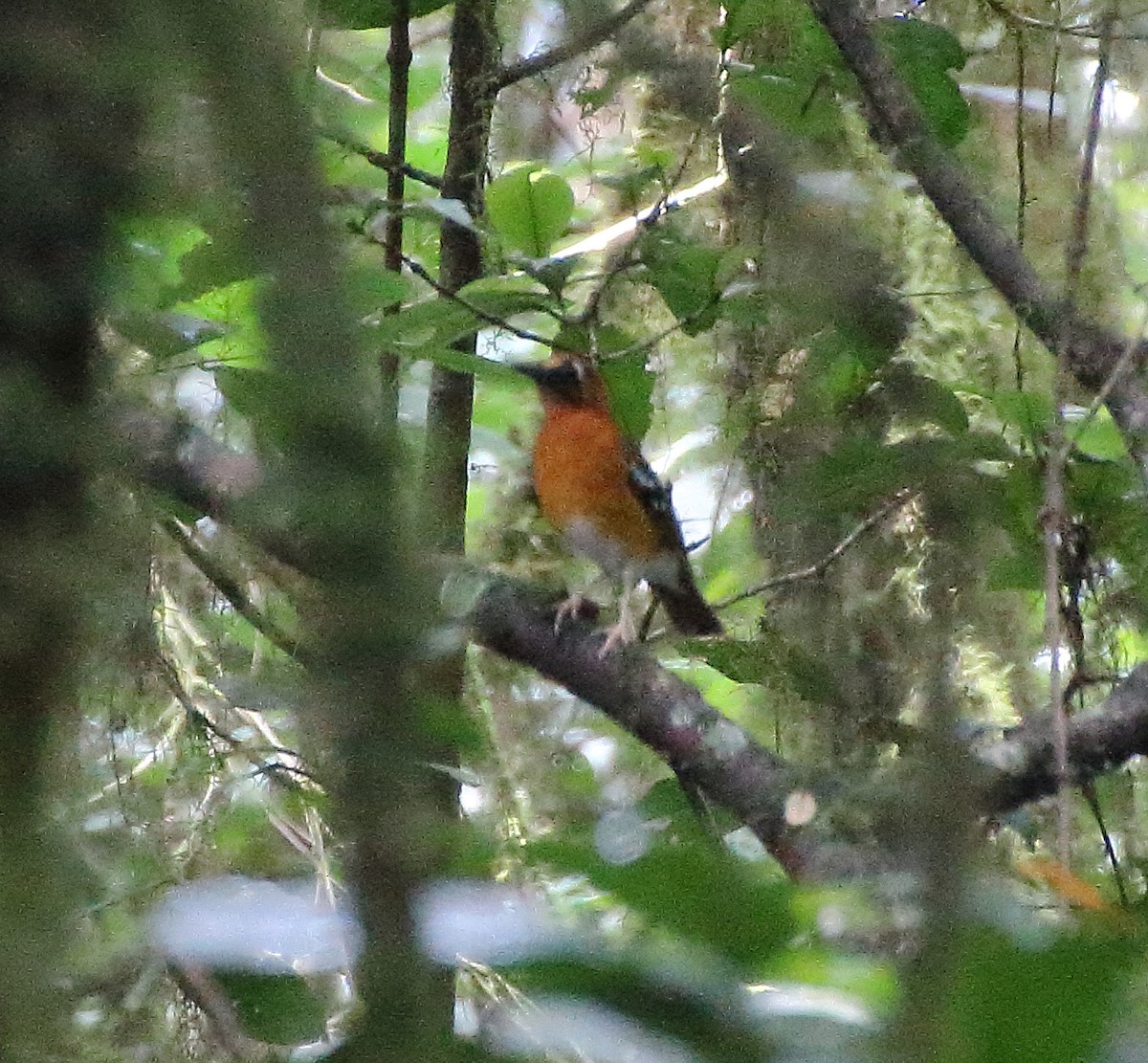 Crossley's Ground-Thrush - ML358451741