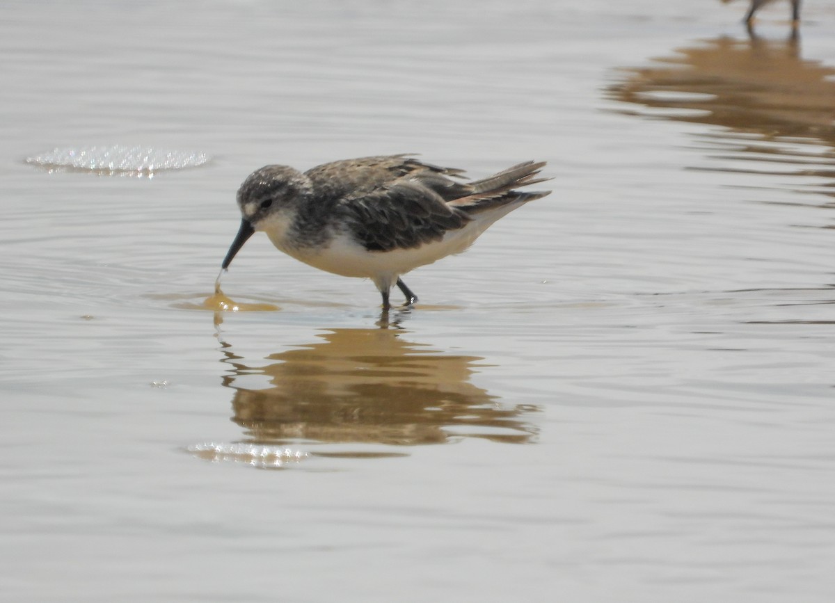 Semipalmated Sandpiper - ML358451901