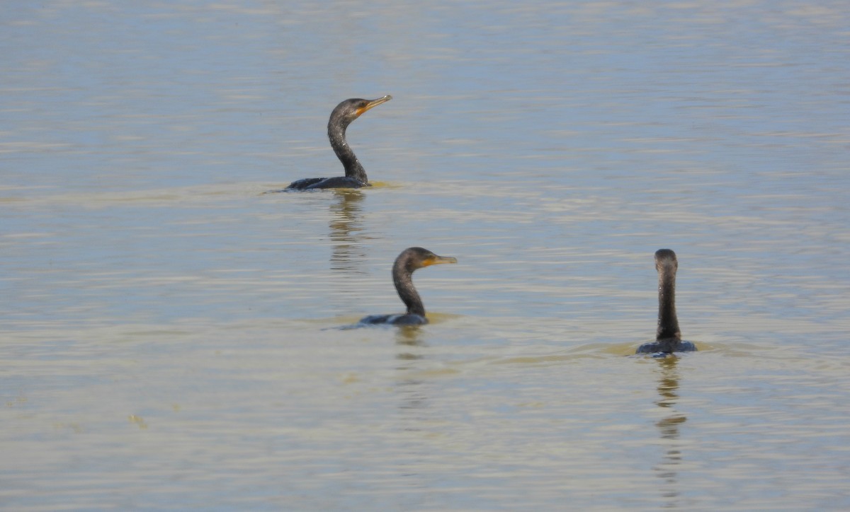 Neotropic Cormorant - Pam Rasmussen