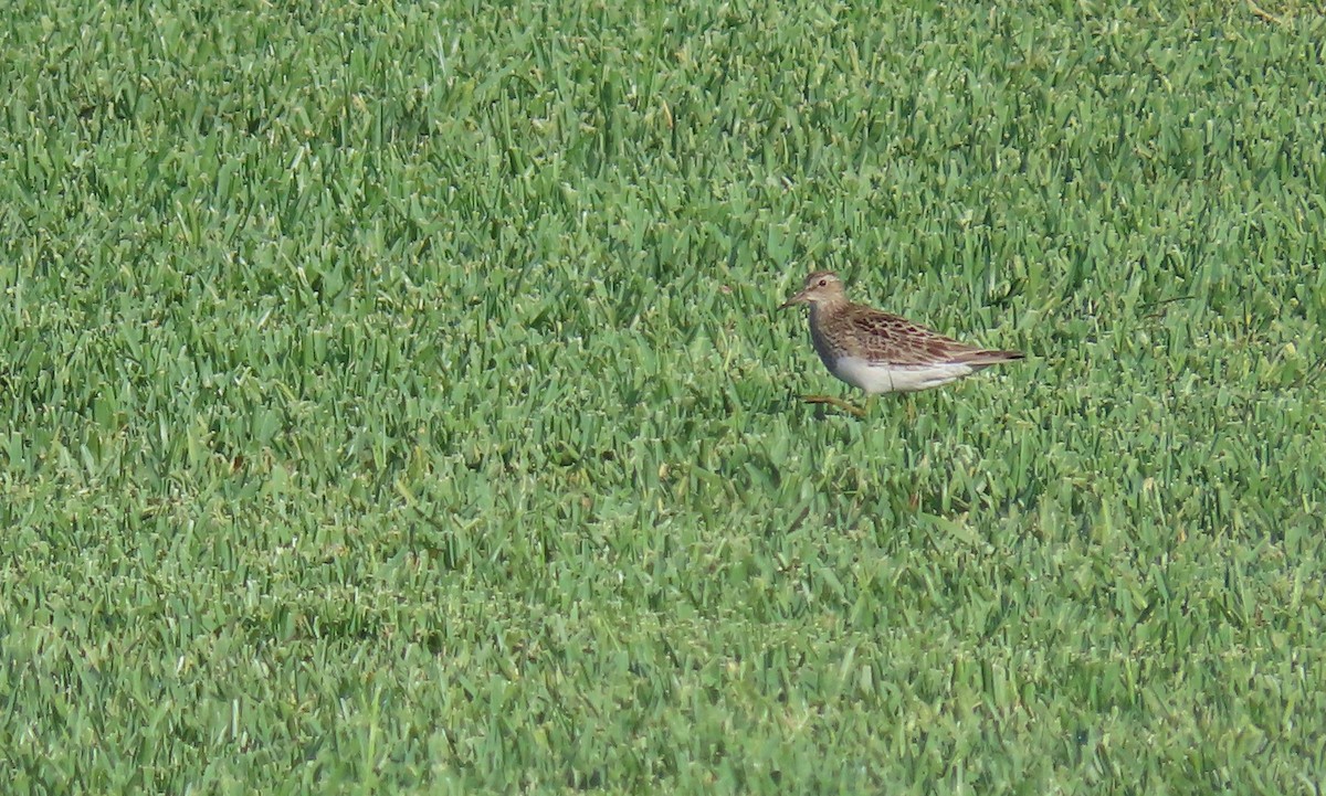 Pectoral Sandpiper - ML358452431