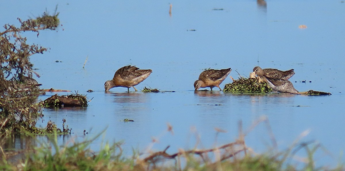 Long-billed Dowitcher - ML358452621