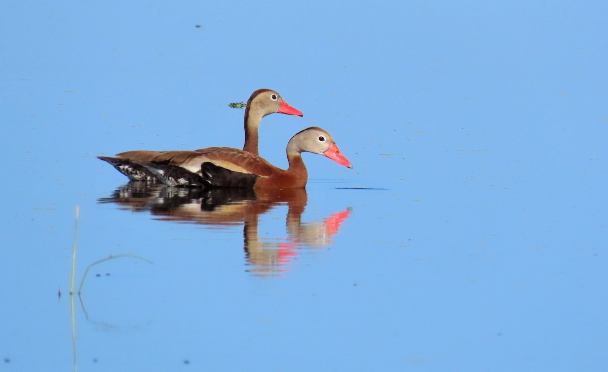 Black-bellied Whistling-Duck - Susan Young