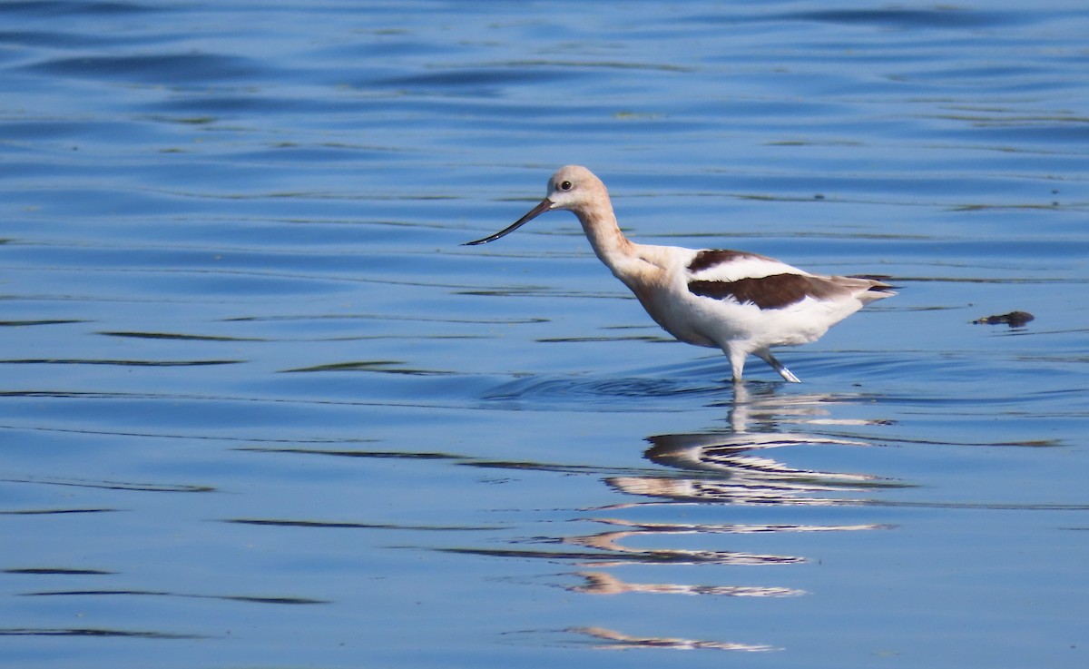 Avoceta Americana - ML358453071