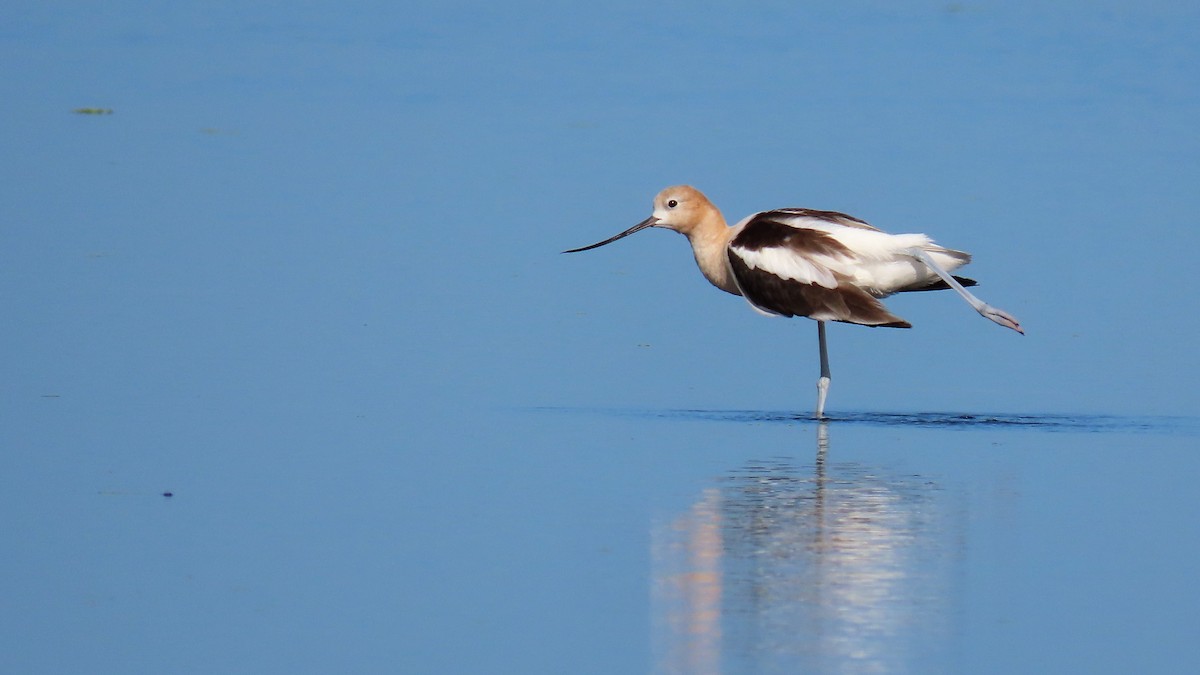 Avoceta Americana - ML358453151