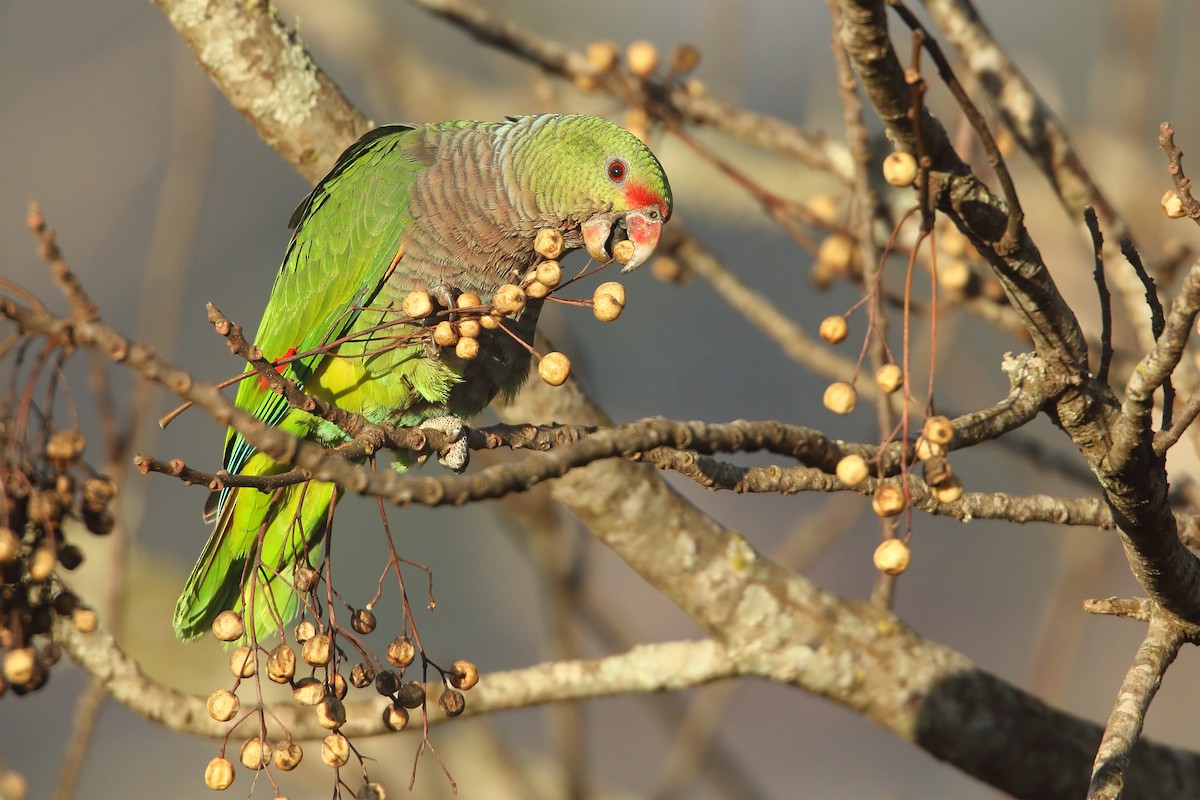 Vinaceous-breasted Parrot - Martjan Lammertink