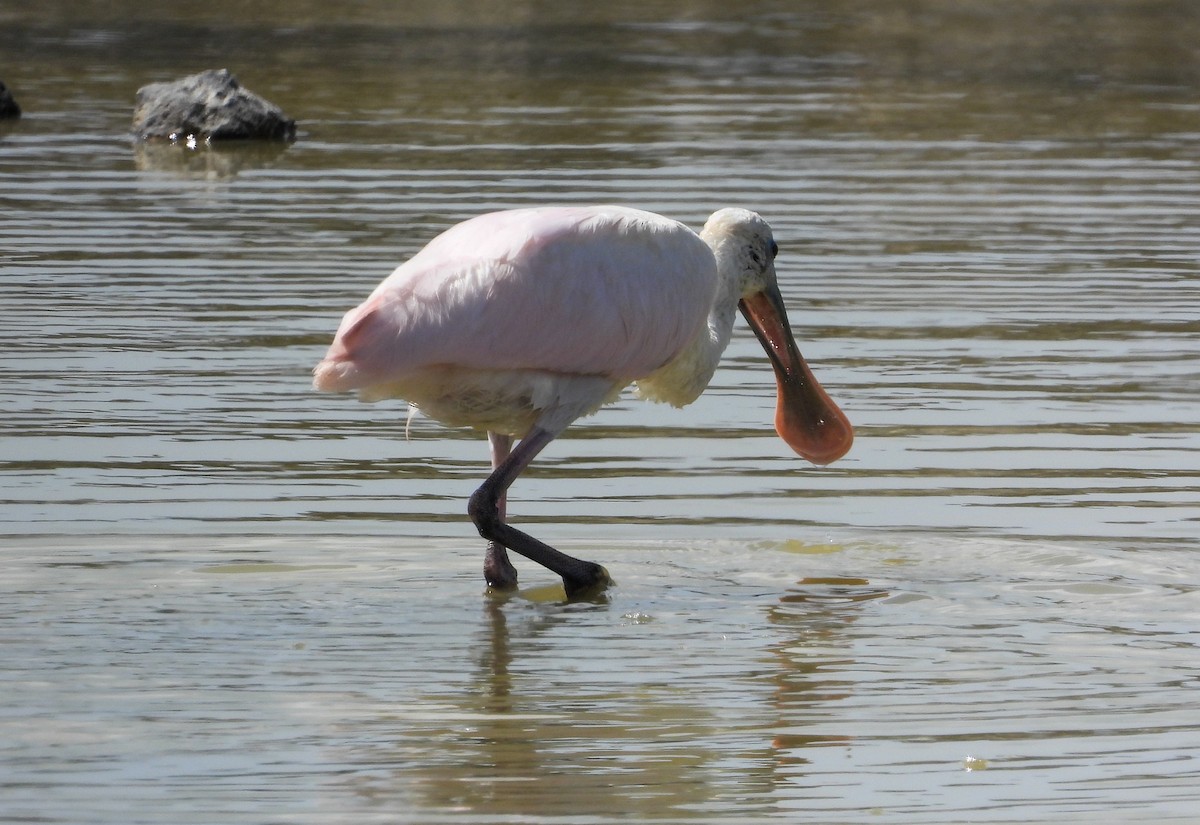 Roseate Spoonbill - Pam Rasmussen