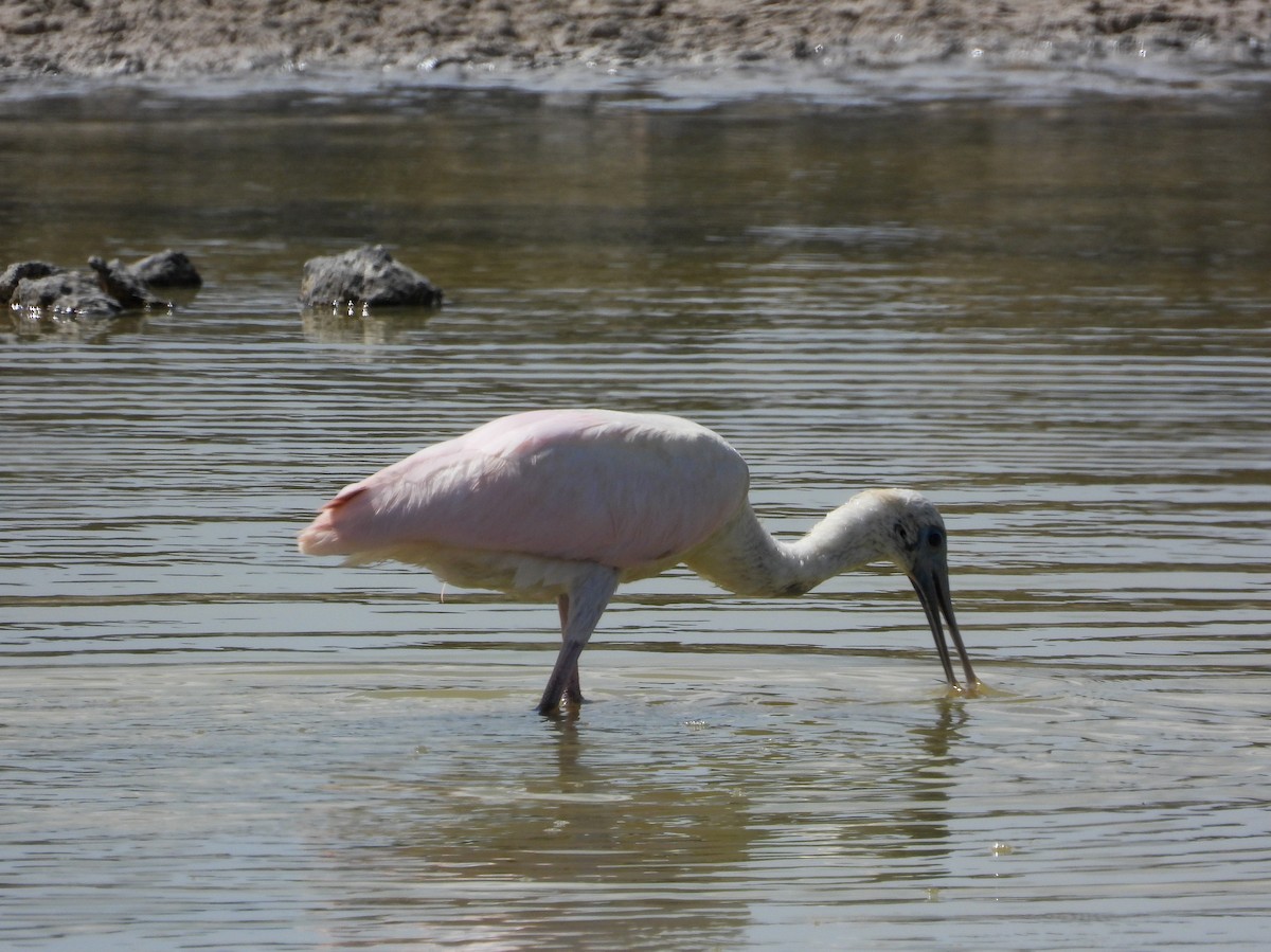 Roseate Spoonbill - Pam Rasmussen