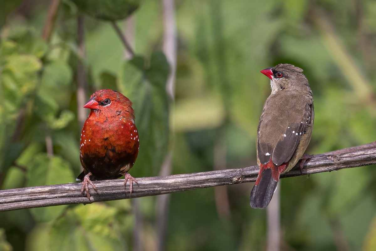 Red Avadavat - ML358454421