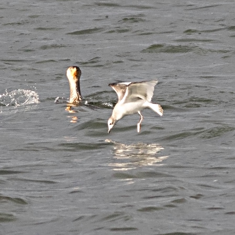 クビワカモメ - ML35845471