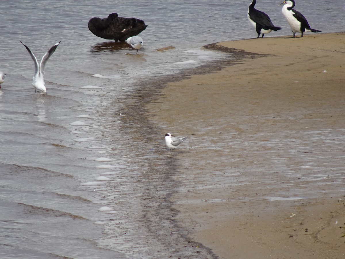 Arctic Tern - Ian Standring