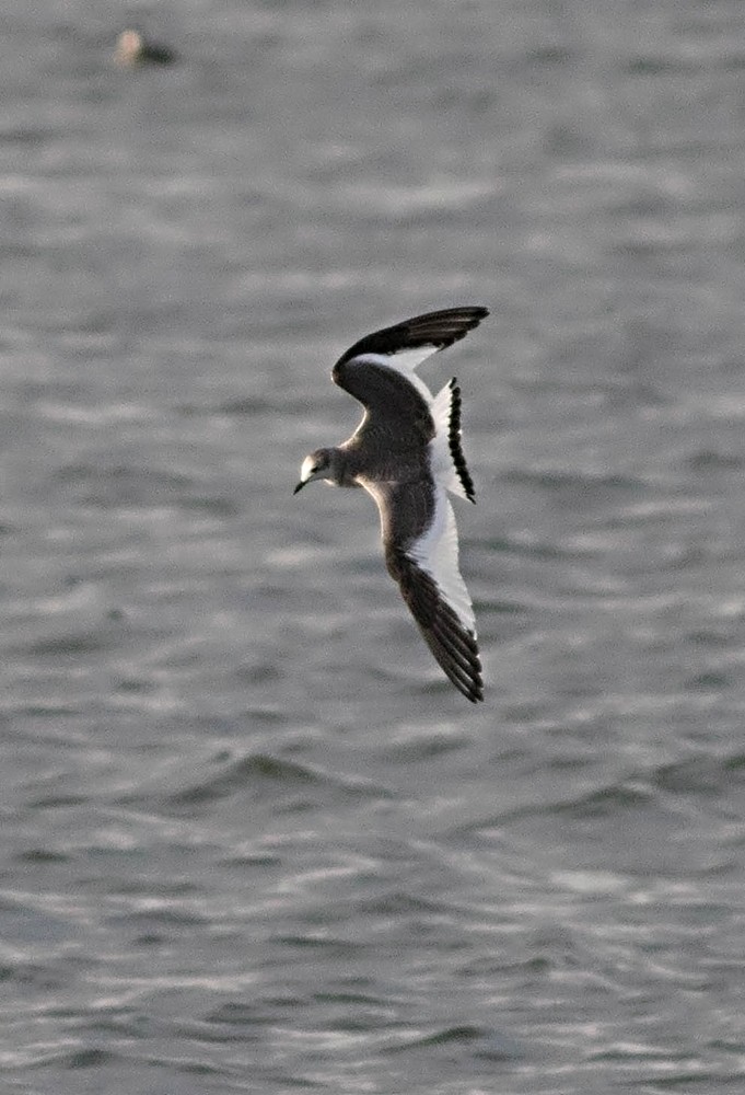 クビワカモメ - ML35845491