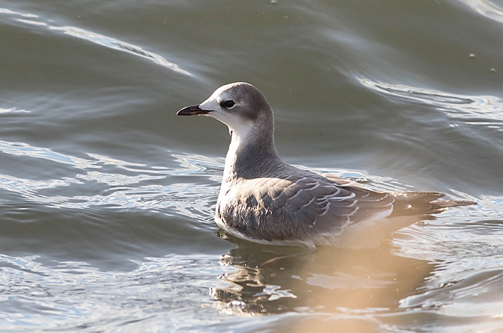 クビワカモメ - ML35845501