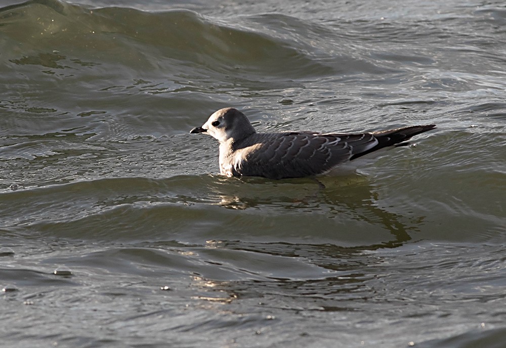 クビワカモメ - ML35845511