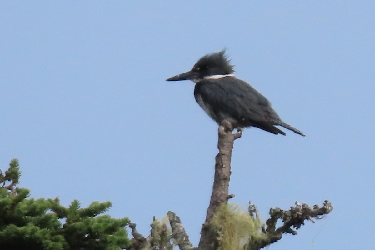 Belted Kingfisher - ML358455301