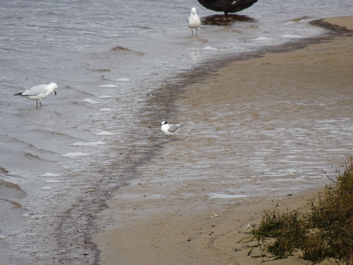 Arctic Tern - Ian Standring