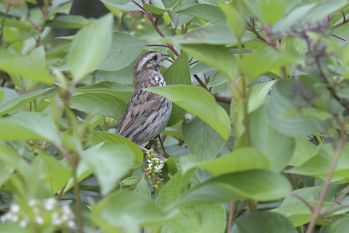 Song Sparrow - ML358455691