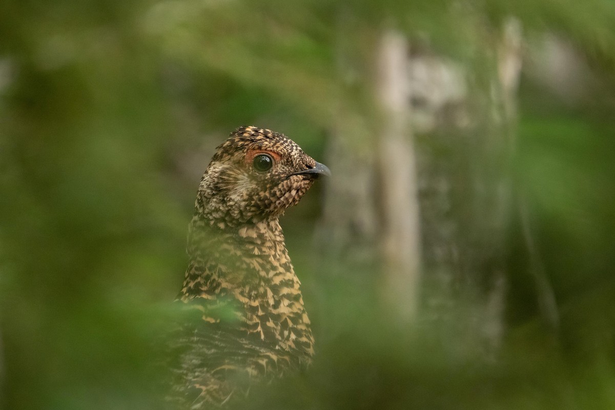 Spruce Grouse - Davin MacAskill