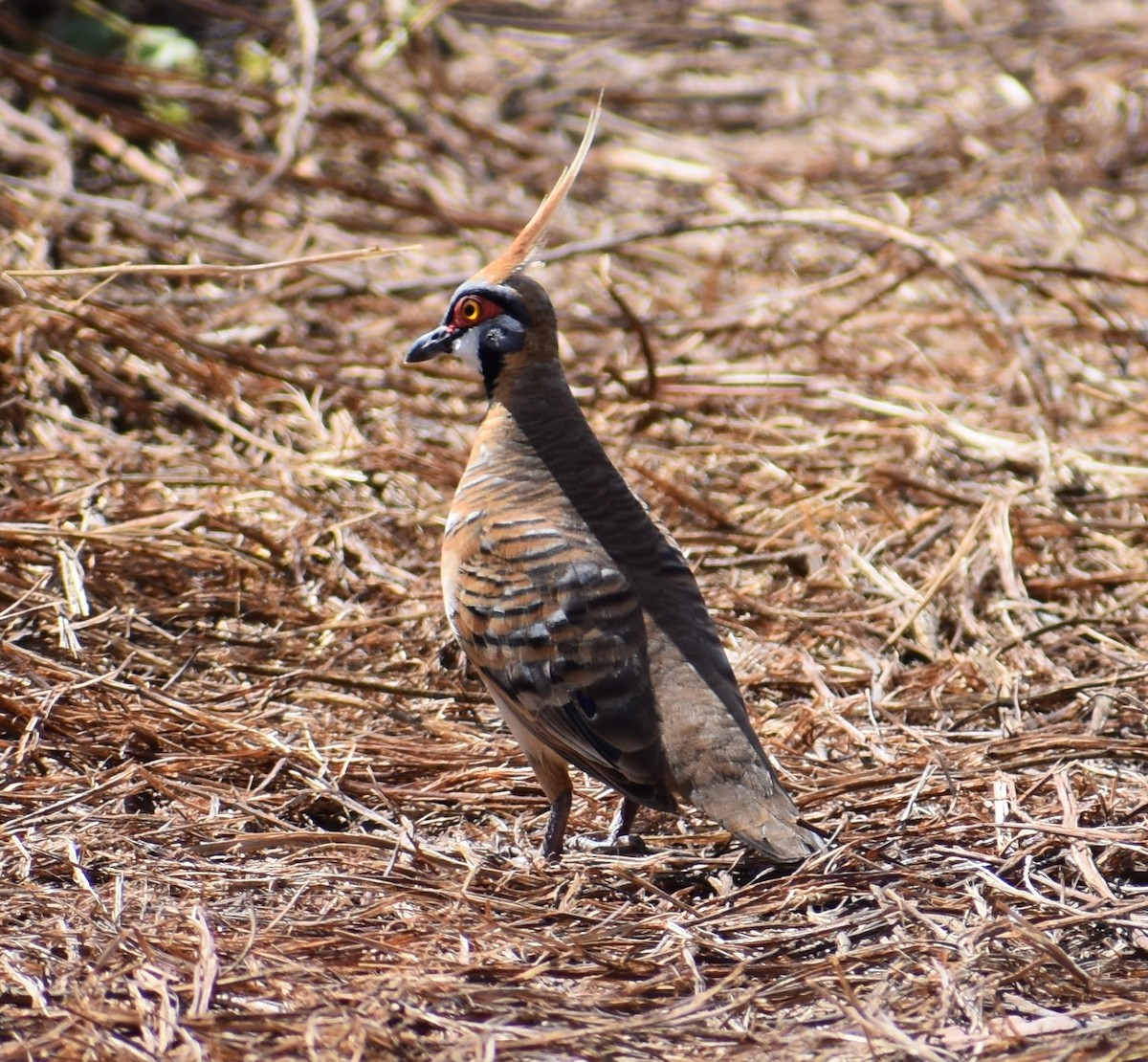 Spinifex Pigeon - ML358457601