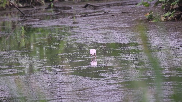 Roseate Spoonbill - ML358457781