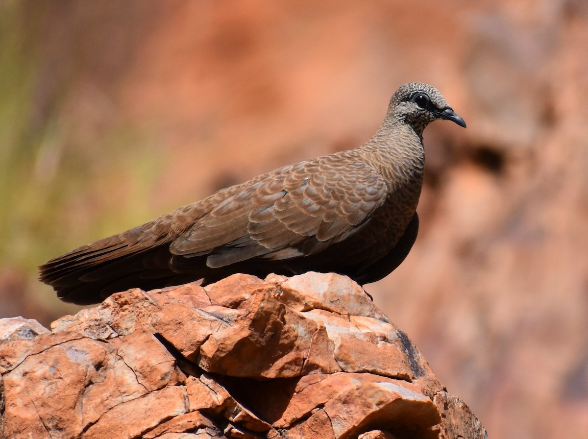 White-quilled Rock-Pigeon - ML358458231