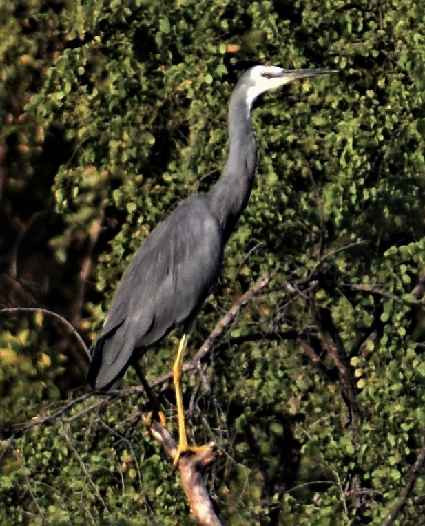 White-faced Heron - ML358458321