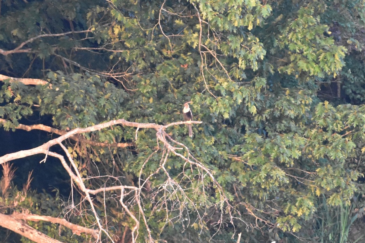 Anhinga - ML358458611