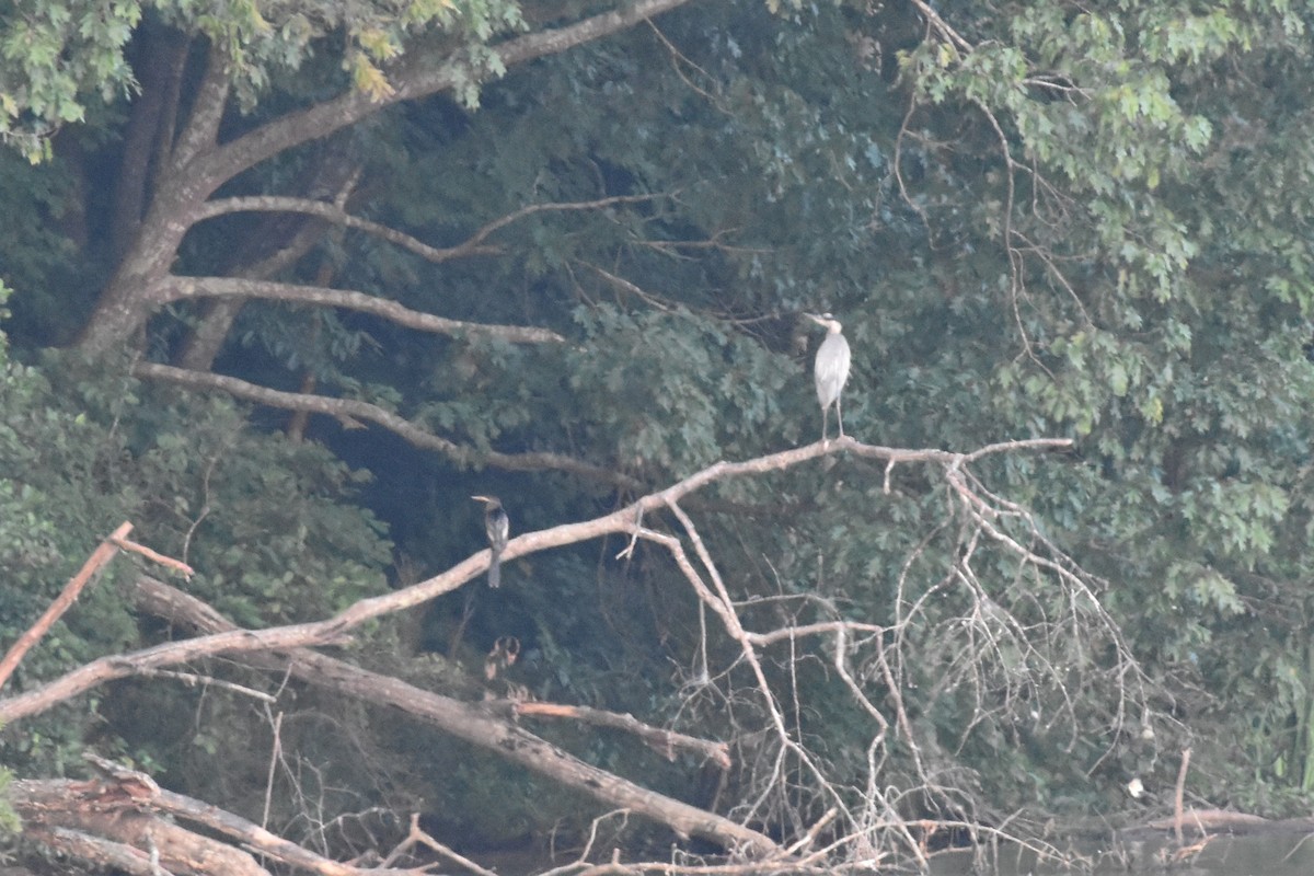 Anhinga - ML358458621