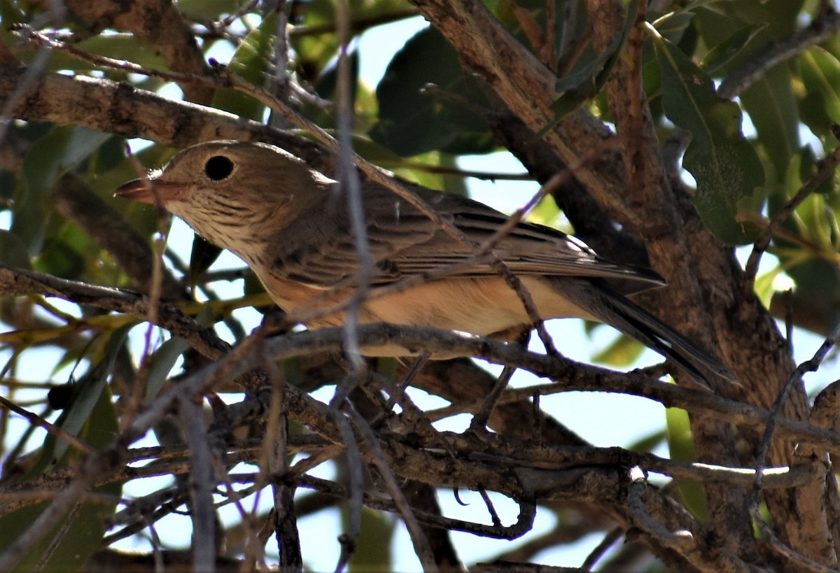 Rufous Whistler - Peter Brown