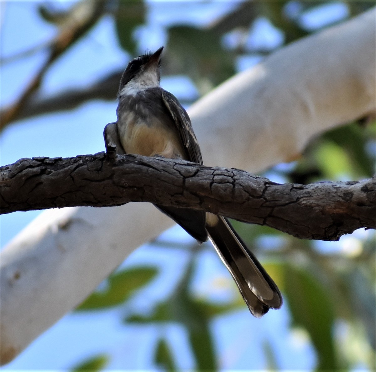 Northern Fantail - Peter Brown