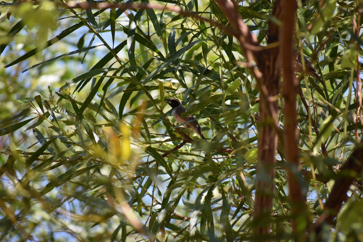 Pictorella Munia - Peter Brown