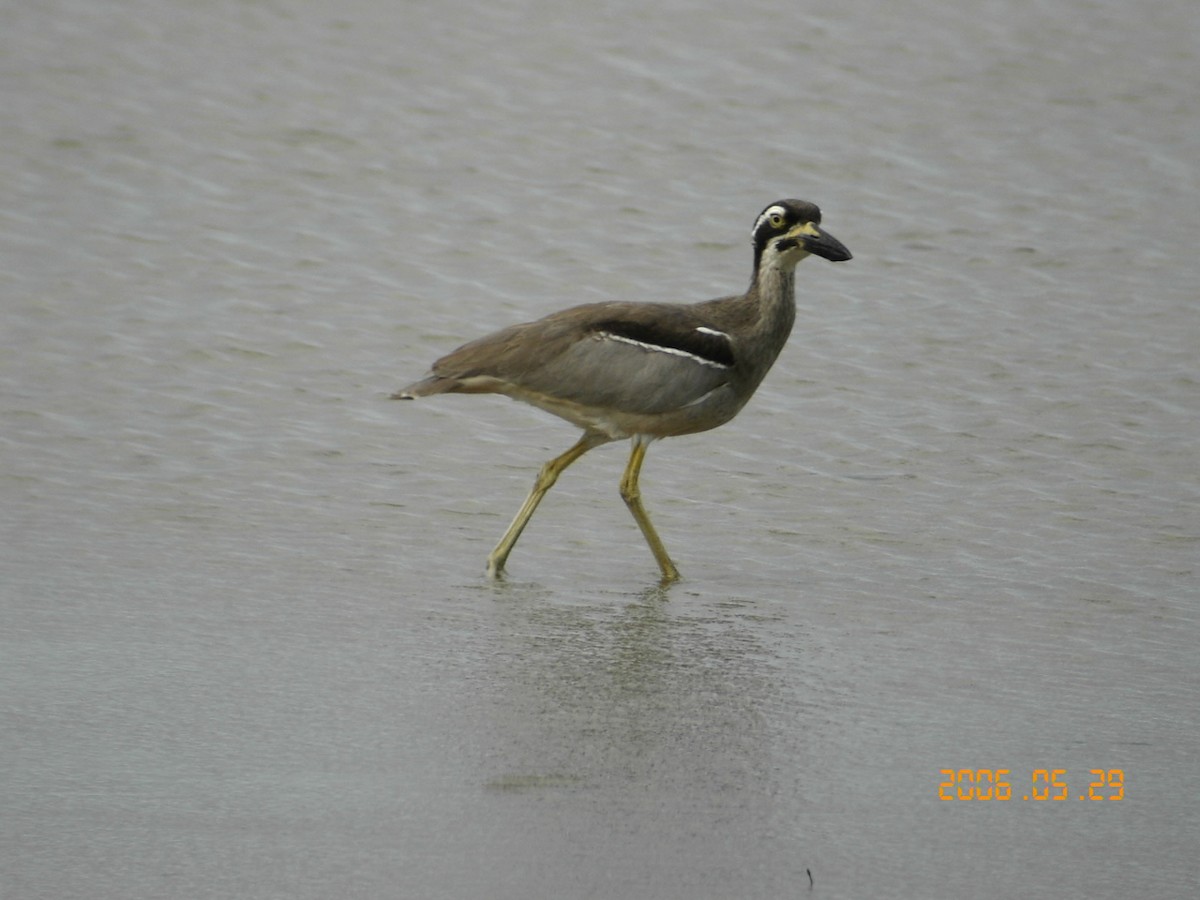 Beach Thick-knee - ML358464681