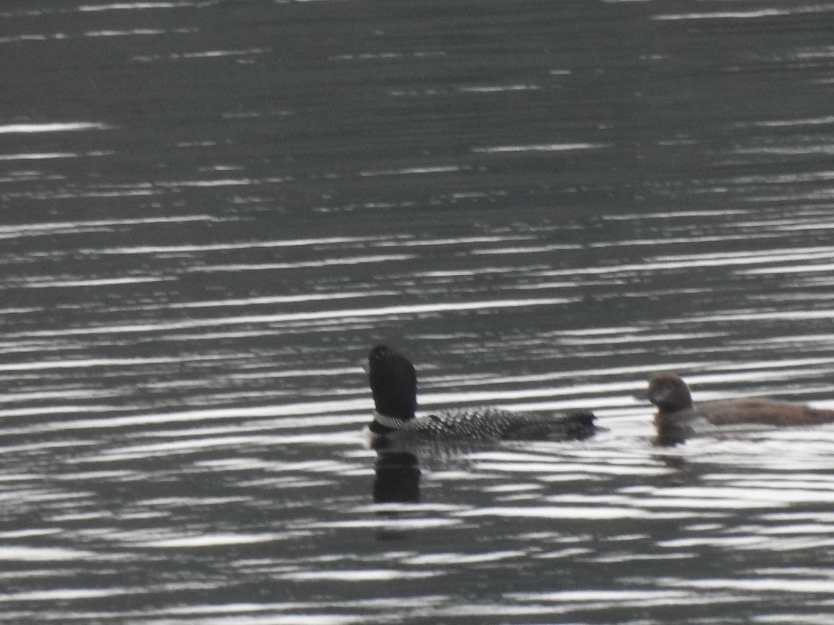 Common Loon - ML358466221