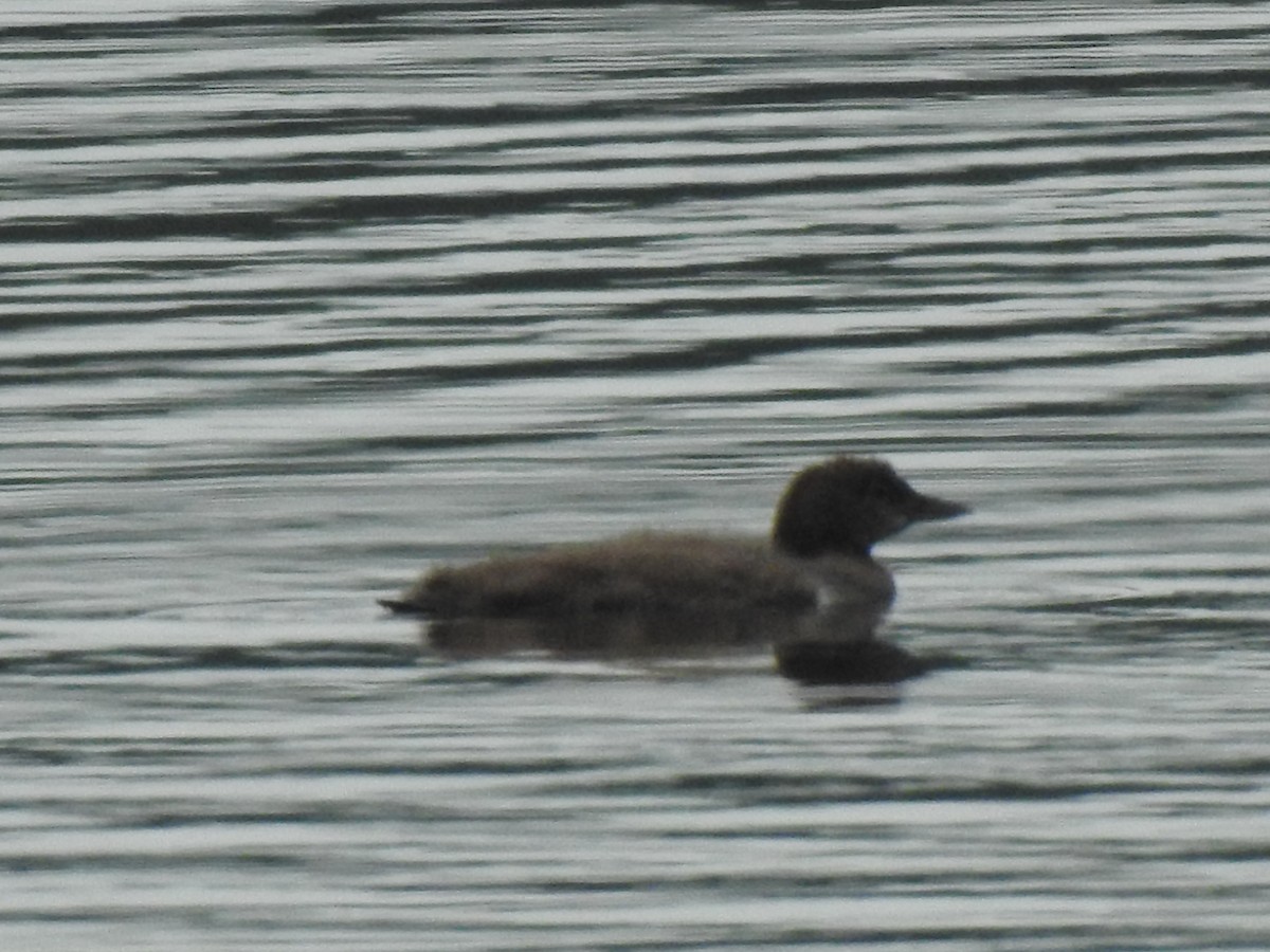 Common Loon - ML358466241