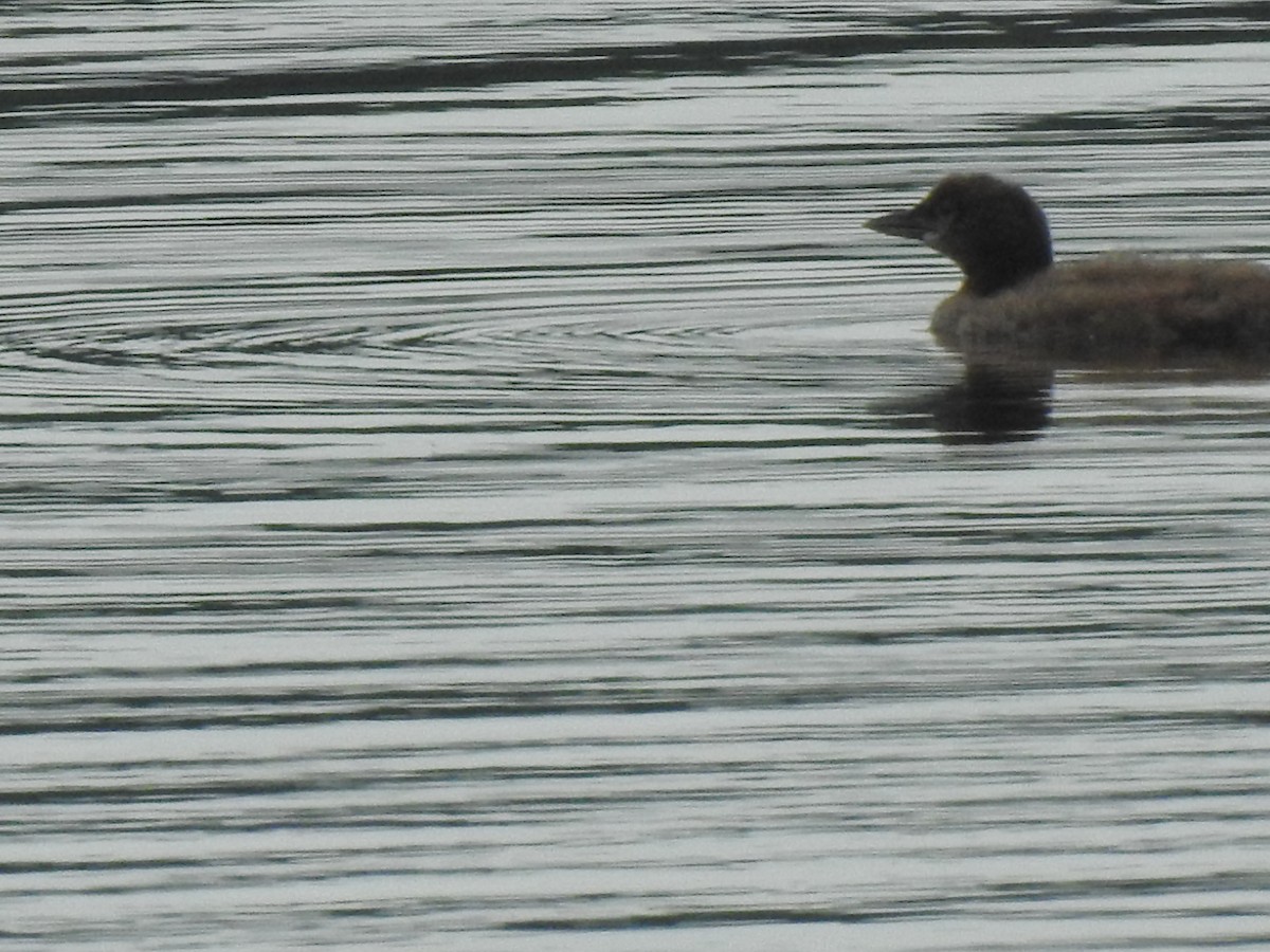 Common Loon - ML358466251