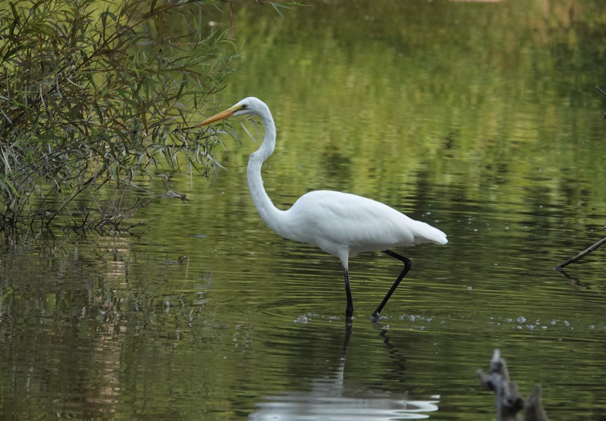 Great Egret - ML358466571